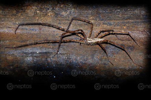Find  the Image long,leg,spider,sms,photography  and other Royalty Free Stock Images of Nepal in the Neptos collection.