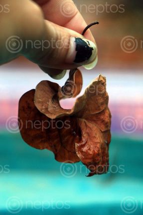 Find  the Image dry,leaf,holding,hand#,sms,photography  and other Royalty Free Stock Images of Nepal in the Neptos collection.