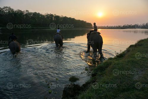 Find  the Image elephants,crossing,rapti,river,chitwan,nepal  and other Royalty Free Stock Images of Nepal in the Neptos collection.