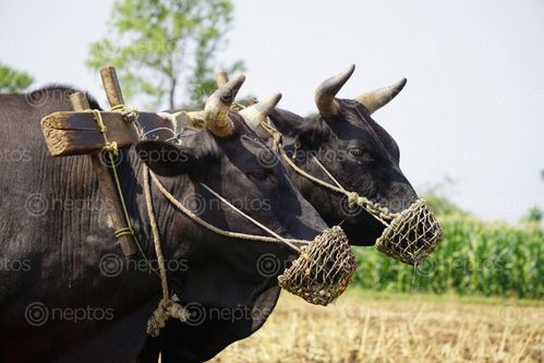 Find  the Image portrait,bull,ploughing,farmland  and other Royalty Free Stock Images of Nepal in the Neptos collection.