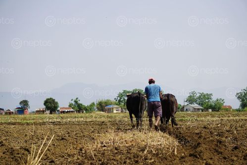 Find  the Image nepali,farmer,ploughing,field,chitwan,nepal  and other Royalty Free Stock Images of Nepal in the Neptos collection.