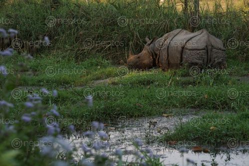 Find  the Image endangered,horned,rhinoceros,chitwan,national,park  and other Royalty Free Stock Images of Nepal in the Neptos collection.