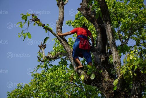 Find  the Image local,woman,climbing,tree,collecting,food,cattle  and other Royalty Free Stock Images of Nepal in the Neptos collection.
