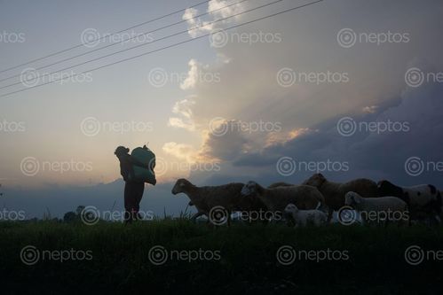Find  the Image woman,heading,home,long,day,hard,work  and other Royalty Free Stock Images of Nepal in the Neptos collection.