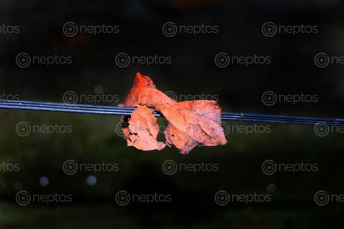 Find  the Image dry,leaf,holding,wire,sita,maya,shrestha  and other Royalty Free Stock Images of Nepal in the Neptos collection.