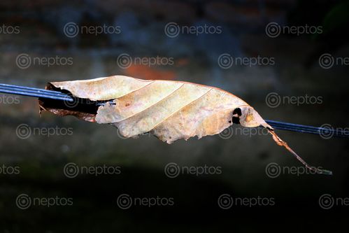 Find  the Image dry,leaf,holding,wire,sita,maya,shrestha,photography  and other Royalty Free Stock Images of Nepal in the Neptos collection.