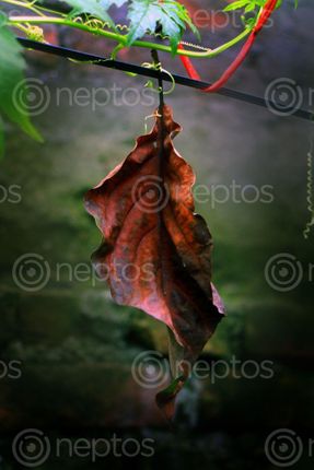 Find  the Image dry,leaf,holding,leafs,sita,maya,shrestha  and other Royalty Free Stock Images of Nepal in the Neptos collection.