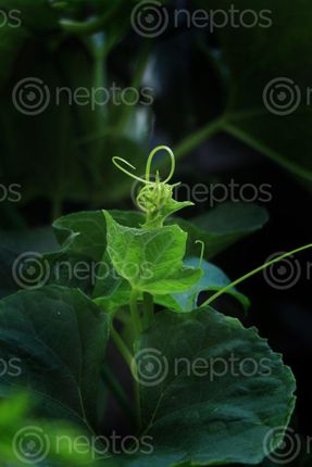 Find  the Image fresh,chayote,squash,leaf,image#,sita,maya,shrestha,photography  and other Royalty Free Stock Images of Nepal in the Neptos collection.