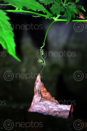 Find  the Image dry,leaf,image,sita,maya,shrestha  and other Royalty Free Stock Images of Nepal in the Neptos collection.
