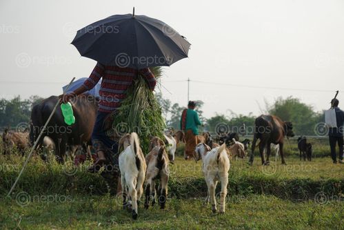 Find  the Image local,villagers,heading,home,thrir,cattles  and other Royalty Free Stock Images of Nepal in the Neptos collection.