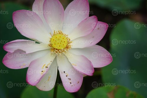 Find  the Image details,pink,waterlily,flower  and other Royalty Free Stock Images of Nepal in the Neptos collection.
