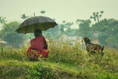 Find  the Image woman,taking,care,goat  and other Royalty Free Stock Images of Nepal in the Neptos collection.