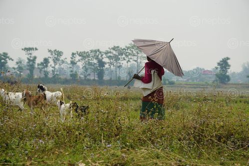 Find  the Image local,woman,taking,care,goats  and other Royalty Free Stock Images of Nepal in the Neptos collection.