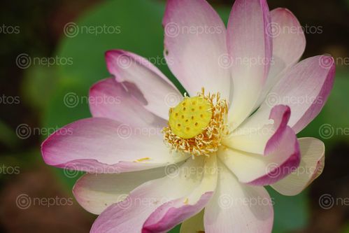 Find  the Image portrait,pink,waterlily  and other Royalty Free Stock Images of Nepal in the Neptos collection.