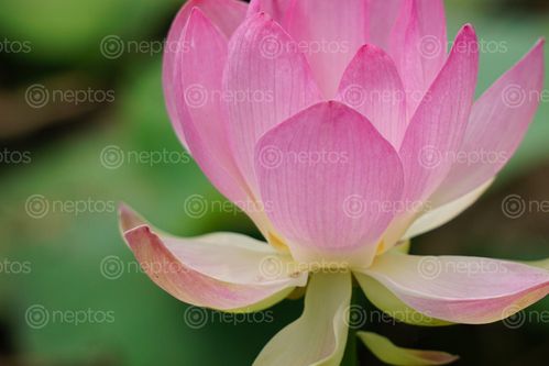 Find  the Image details,petals,pink,waterlily  and other Royalty Free Stock Images of Nepal in the Neptos collection.