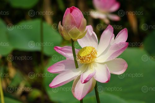 Find  the Image pink,waterlily,found,pond  and other Royalty Free Stock Images of Nepal in the Neptos collection.