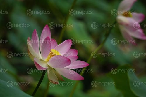 Find  the Image pink,waterlily,nearby,water  and other Royalty Free Stock Images of Nepal in the Neptos collection.