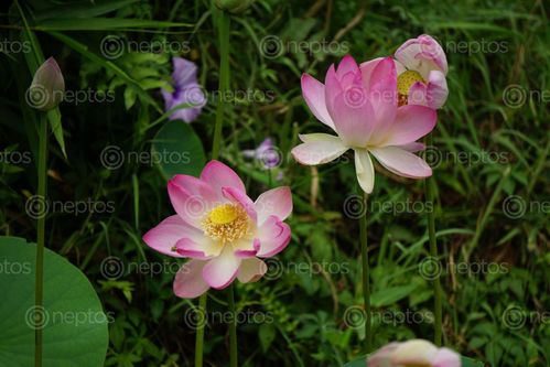 Find  the Image pink,waterlily,found,nearby,lake  and other Royalty Free Stock Images of Nepal in the Neptos collection.
