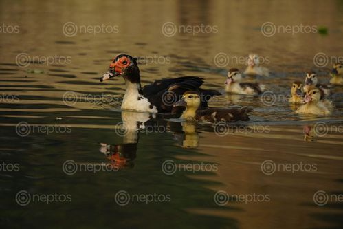Find  the Image mallard,duck,swimming,water,food  and other Royalty Free Stock Images of Nepal in the Neptos collection.