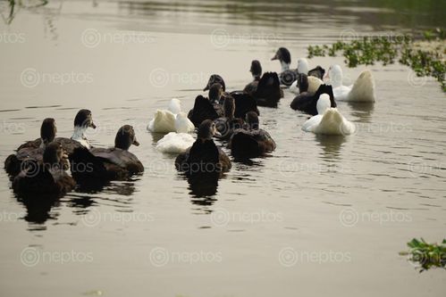 Find  the Image row,mallard,duck,swimming,water  and other Royalty Free Stock Images of Nepal in the Neptos collection.