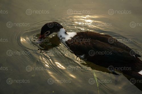 Find  the Image mallard,duck,swimming,water  and other Royalty Free Stock Images of Nepal in the Neptos collection.