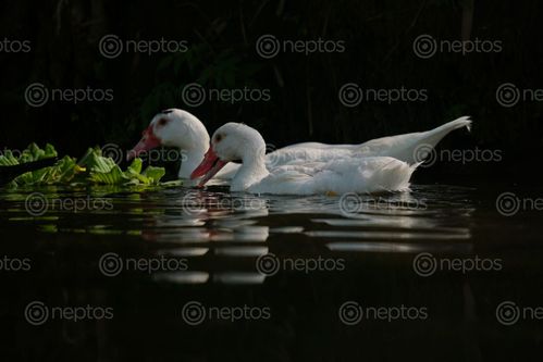 Find  the Image mallard,ducks,food,swimming,water  and other Royalty Free Stock Images of Nepal in the Neptos collection.