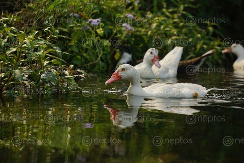 Find  the Image mallard,duck,food,swimming,pond  and other Royalty Free Stock Images of Nepal in the Neptos collection.