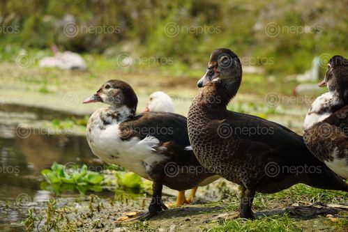 Find  the Image mallard,duck,enjoying,sun  and other Royalty Free Stock Images of Nepal in the Neptos collection.