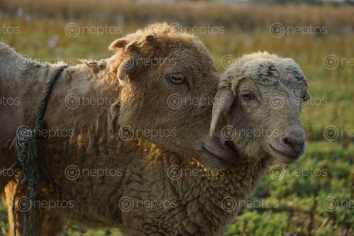 Find  the Image portrait,sheep,baby  and other Royalty Free Stock Images of Nepal in the Neptos collection.