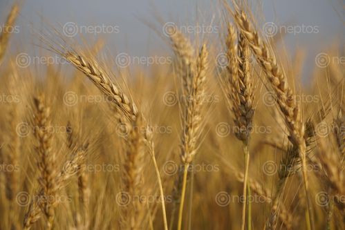 Find  the Image ear,wheat,ready,harvesting  and other Royalty Free Stock Images of Nepal in the Neptos collection.