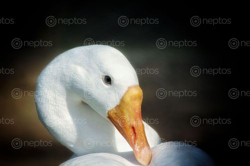 Find  the Image swan,showing,beauty  and other Royalty Free Stock Images of Nepal in the Neptos collection.