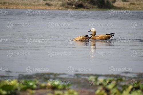 Find  the Image ruddy,shelduck,found,rapti,river  and other Royalty Free Stock Images of Nepal in the Neptos collection.