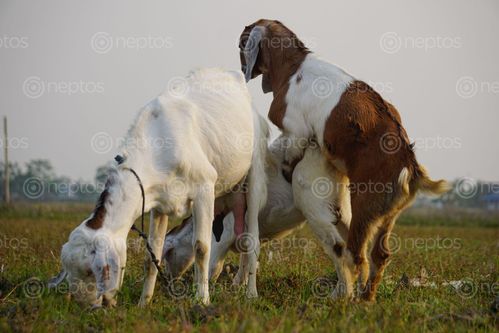 Find  the Image goats,enjoying,mating,time  and other Royalty Free Stock Images of Nepal in the Neptos collection.