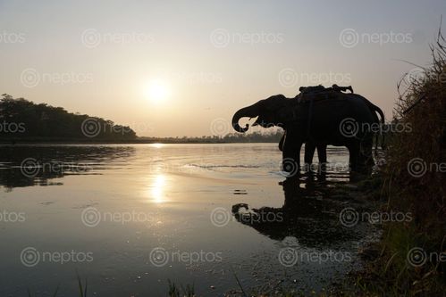 Find  the Image elephant,enjoying,sunset,chitwan,national,park  and other Royalty Free Stock Images of Nepal in the Neptos collection.