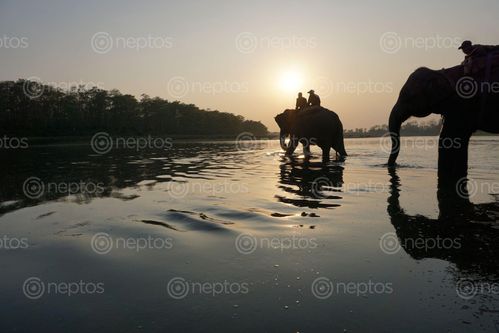 Find  the Image elephants,crossing,rapti,river,chitwan,national,park  and other Royalty Free Stock Images of Nepal in the Neptos collection.