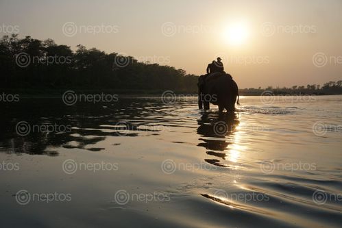Find  the Image elephant,crossing,rapti,river,chitwan,national,park  and other Royalty Free Stock Images of Nepal in the Neptos collection.