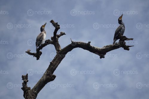 Find  the Image cormorants,chitwan,national,park  and other Royalty Free Stock Images of Nepal in the Neptos collection.