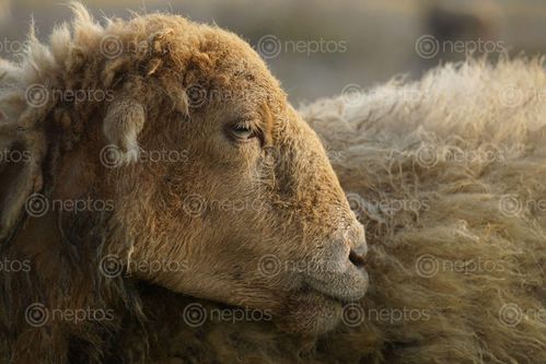 Find  the Image portrait,sheep,enjoying,sun  and other Royalty Free Stock Images of Nepal in the Neptos collection.