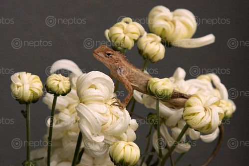 Find  the Image common,lizard,chrysanthemum,flower,garden,eastern,nepal  and other Royalty Free Stock Images of Nepal in the Neptos collection.