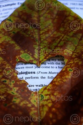 Find  the Image leaf,book,heart,shape,image,sita,maya,shrestha  and other Royalty Free Stock Images of Nepal in the Neptos collection.