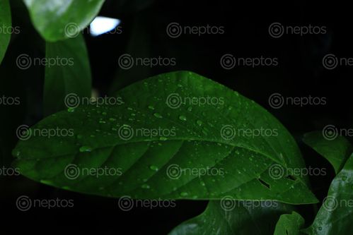 Find  the Image green,leaf,drop,water,image,sita,maya,shrestha  and other Royalty Free Stock Images of Nepal in the Neptos collection.
