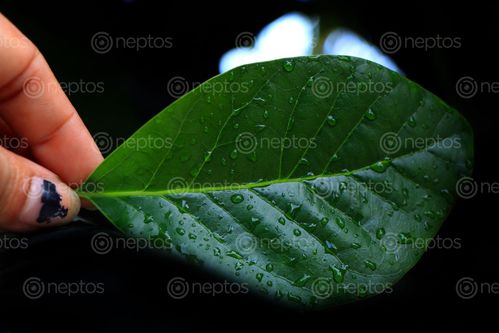 Find  the Image hand,holding,leaf,drop,water,image,sita,maya,shrestha  and other Royalty Free Stock Images of Nepal in the Neptos collection.