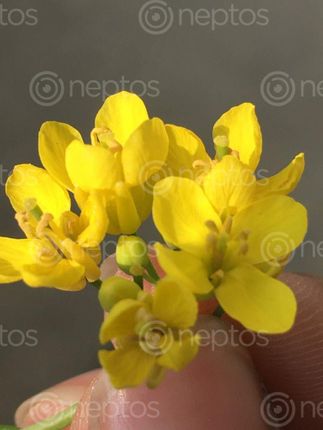 Find  the Image yellow,mustard,flower  and other Royalty Free Stock Images of Nepal in the Neptos collection.