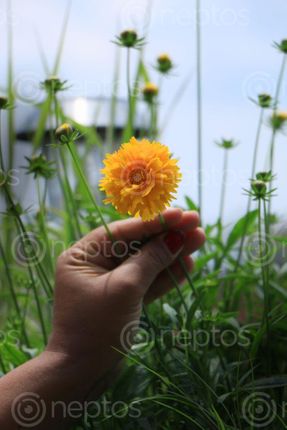Find  the Image hand,holding#,yellow,colour#,flower#,image,sita,maya,shrestha,photography  and other Royalty Free Stock Images of Nepal in the Neptos collection.