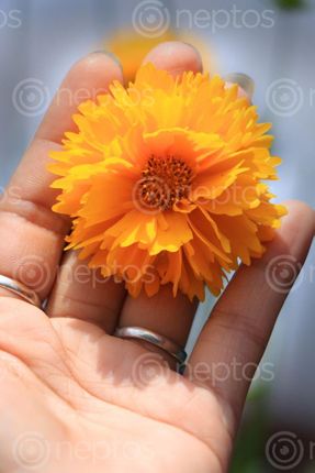 Find  the Image hand,holding#,yellow,colour#,flower#,image,sita,maya,shrestha,photography  and other Royalty Free Stock Images of Nepal in the Neptos collection.