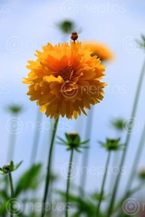 Find  the Image yellow,colour#,flower#,image,sita,maya,shrestha,photography  and other Royalty Free Stock Images of Nepal in the Neptos collection.