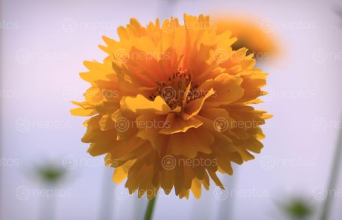 Find  the Image close,up#,yellow,colour#,flower#,image,sita,maya,shrestha,photography  and other Royalty Free Stock Images of Nepal in the Neptos collection.