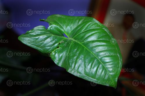 Find  the Image flower,leaf,indoor,plate#,image,sita,maya,shrestha  and other Royalty Free Stock Images of Nepal in the Neptos collection.