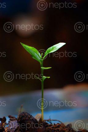 Find  the Image small,plant,lemon,image,sita,maya,shrestha  and other Royalty Free Stock Images of Nepal in the Neptos collection.