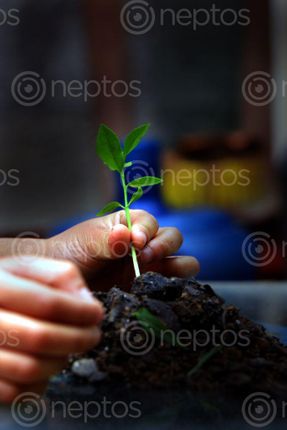Find  the Image small,hand,lemon,plant#,image,sita,maya,shrestha  and other Royalty Free Stock Images of Nepal in the Neptos collection.